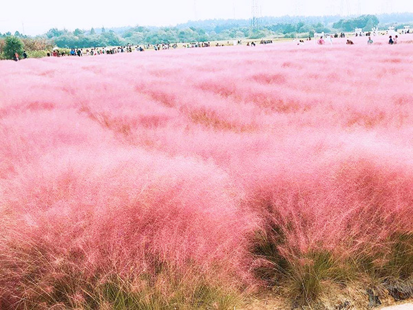 粉黛亂子草